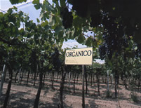 Zuccardi organico